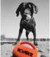Zeus Bomber Ball with Squeaker Dog Toy